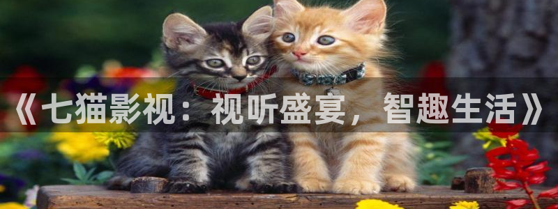 視頻橘子：《七貓影視：視聽盛宴，智趣生活》